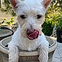 dog, white_dog, pet, animal, plant_pot, outdoor, garden, tongue_out, cute, fluffy, canine, backyard, sunny, greenery, house, sitting, nose, ears, fur, playful