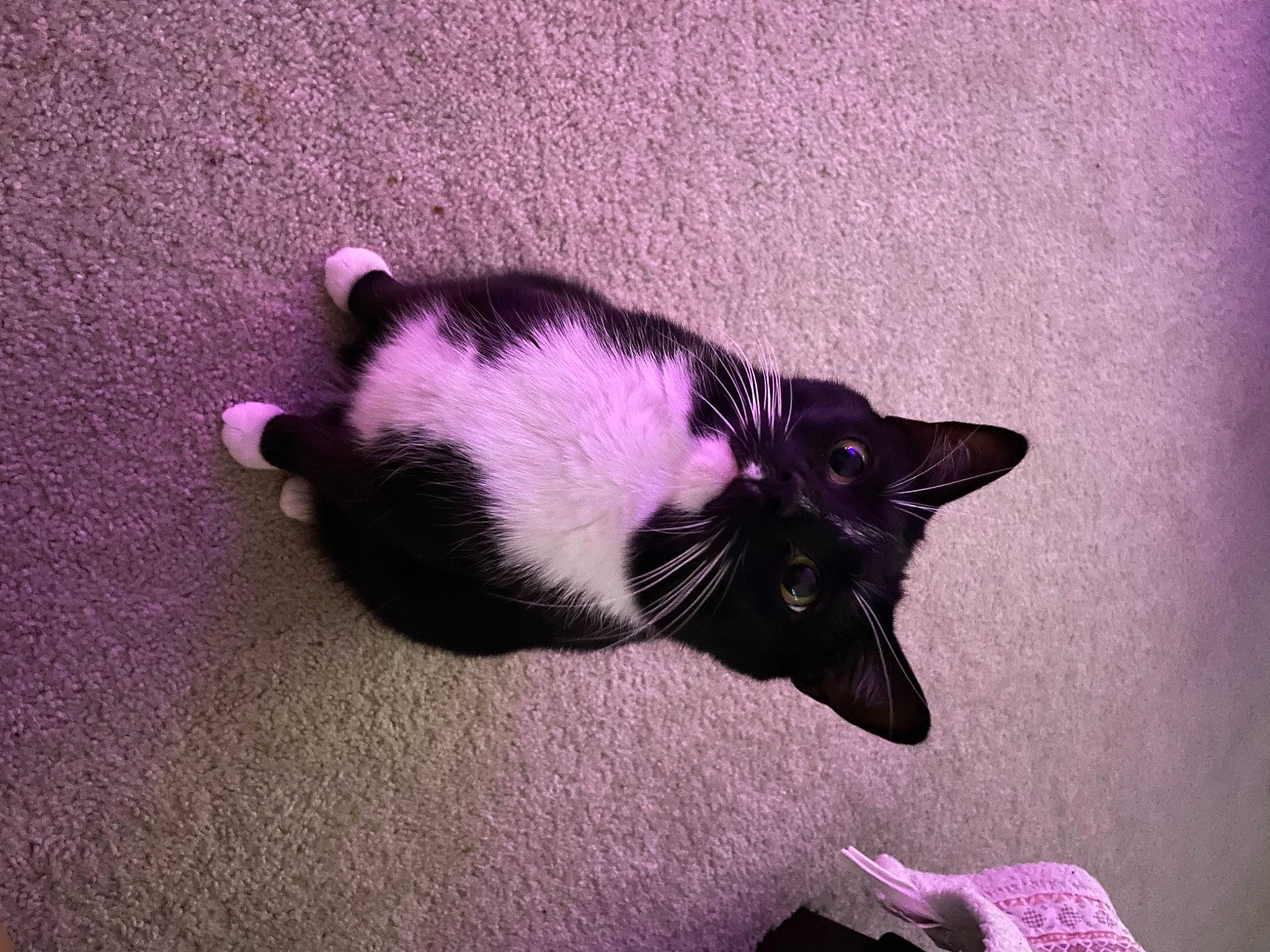 Astro is registered to the contest to win money with this photo: black_cat, carnivore, cat, domestic_short_haired_cat, electric_blue, felidae, fur, grey, magenta, paw, plant, purple, shadow, small_to_medium_sized_cats, snout, tail, tints_and_shades, violet, whiskers, window