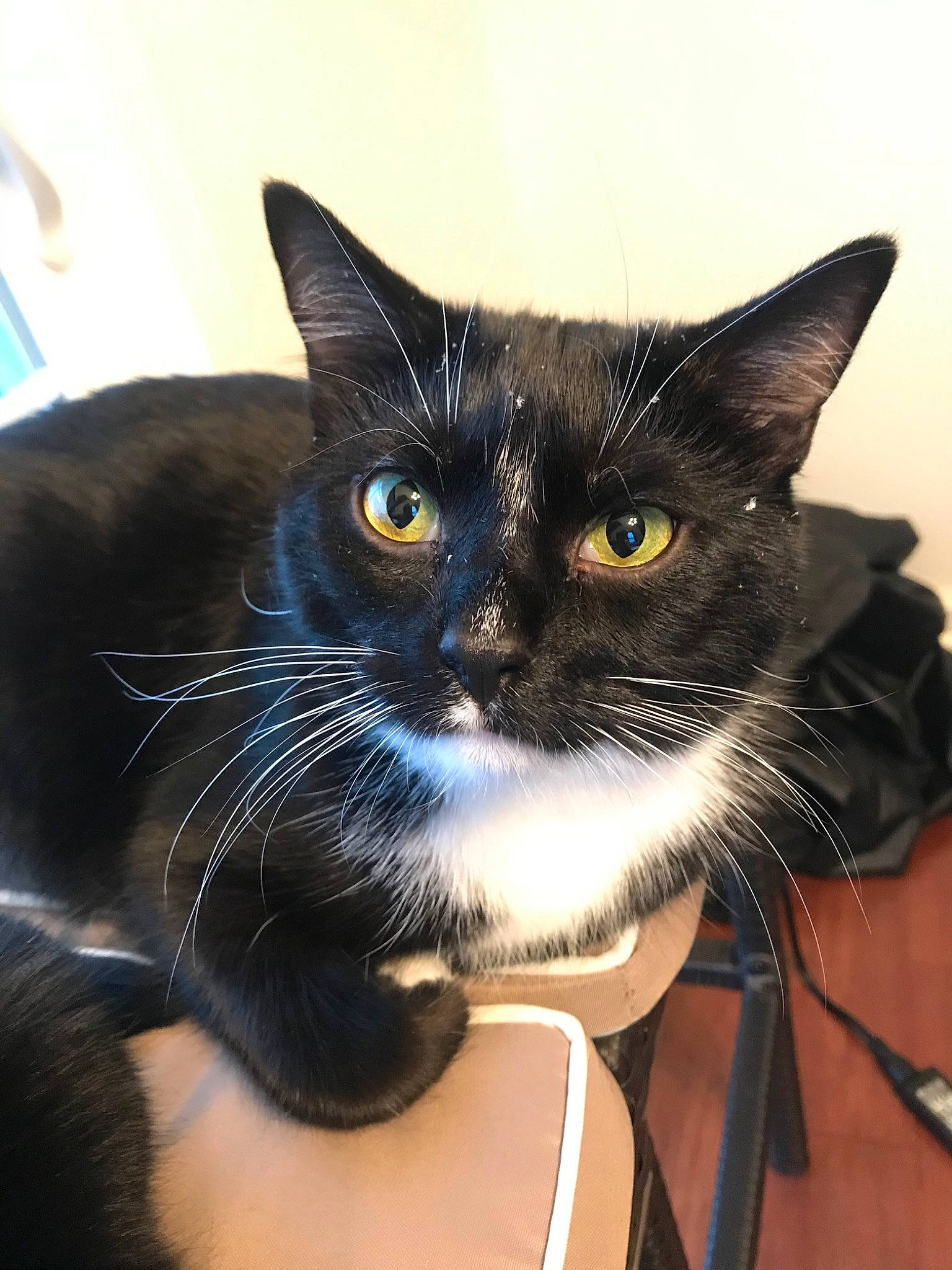 Astro joined the competition — help win amazing prizes! box, carnivore, cat, comfort, domestic_short_haired_cat, ear, electric_blue, eye, felidae, fur, human_body, packaging_and_labeling, sitting, small_to_medium_sized_cats, snout, whiskers