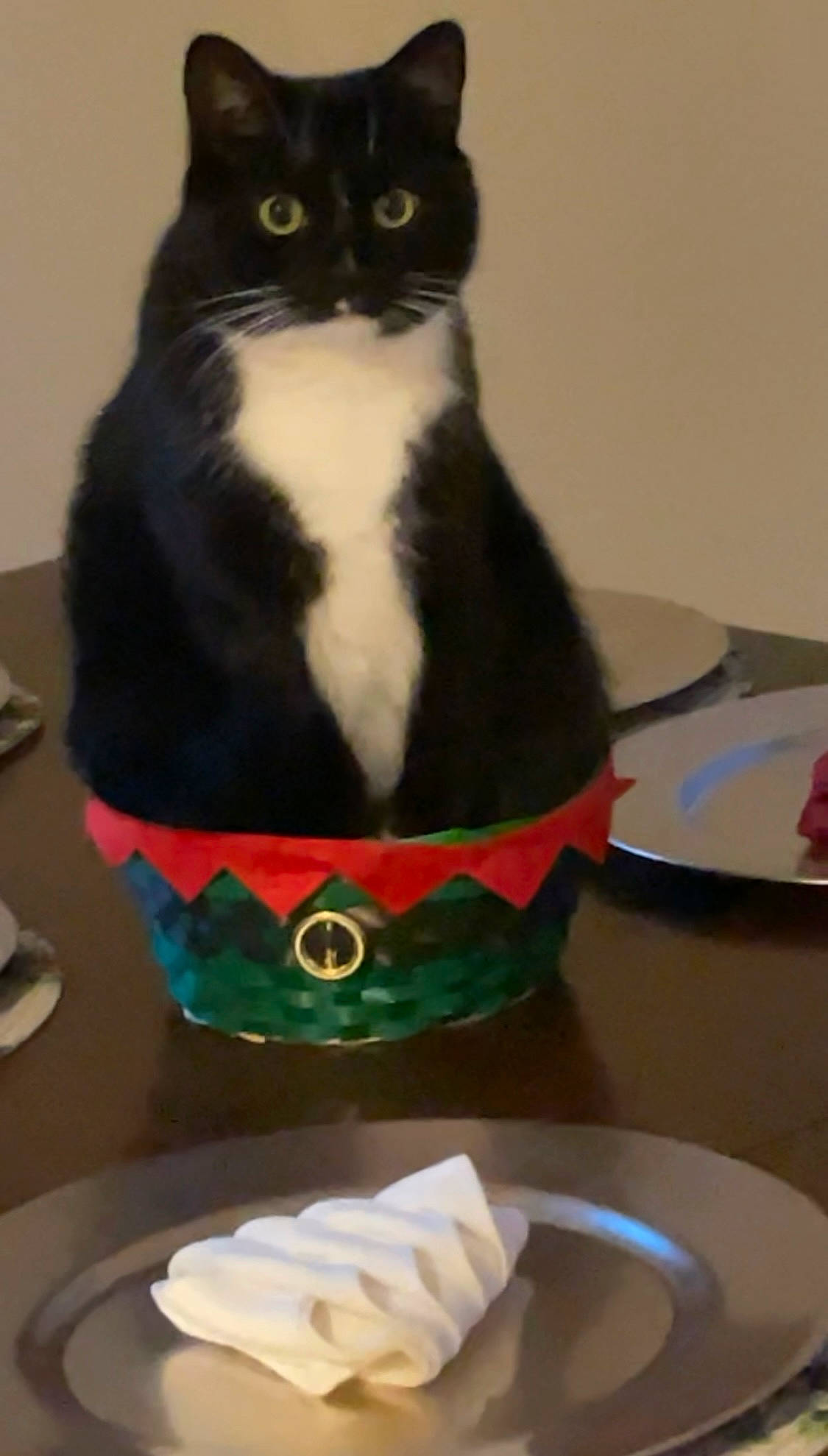 Astro joined the competition — help win amazing prizes! carnivore, cat, cat_supply, comfort_food, cooking, cuisine, dishware, domestic_short_haired_cat, felidae, formal_wear, ingredient, kitchen_utensil, lighthouse, pet_supply, plate, recipe, small_to_medium_sized_cats, tableware, tail, whiskers