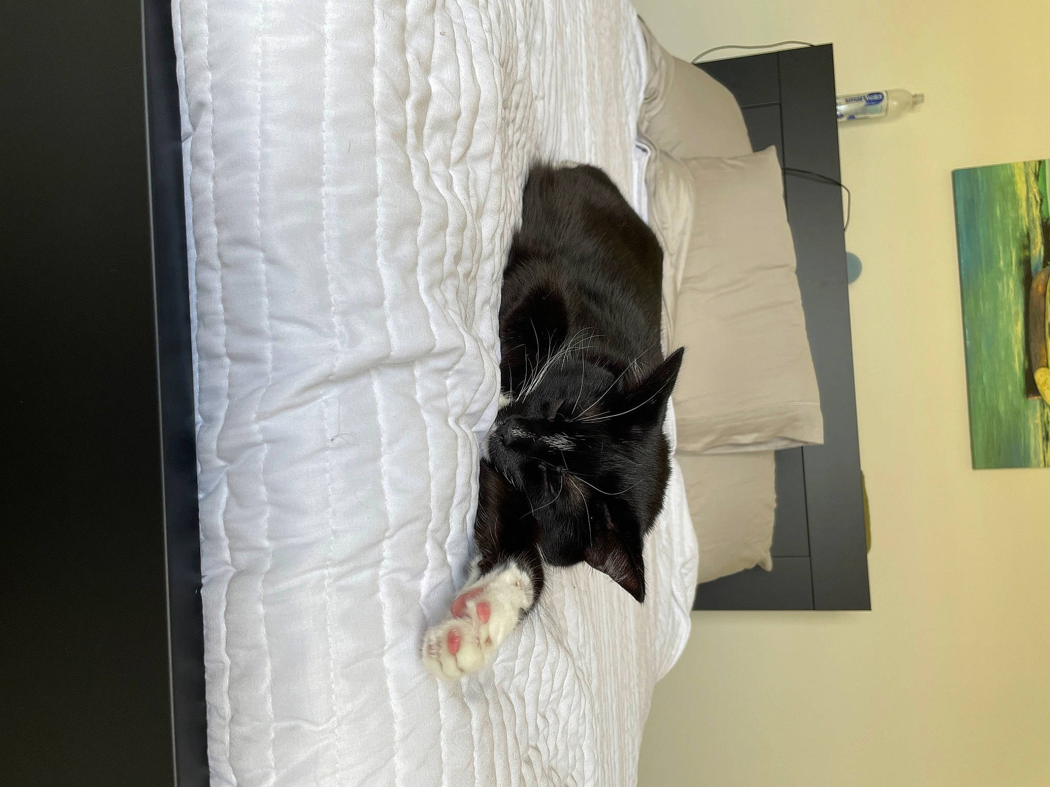 Astro joined the competition — help win amazing prizes! art, dress, event, feather, fur, human_leg, natural_material, room, sporting_group, tail, visual_arts, whiskers, wing, wood