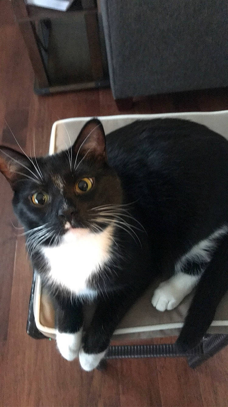 Astro is registered to the contest to win money with this photo: carnivore, cat, comfort, domestic_short_haired_cat, felidae, fur, hardwood, small_to_medium_sized_cats, snout, tail, terrestrial_animal, whiskers, window, wood