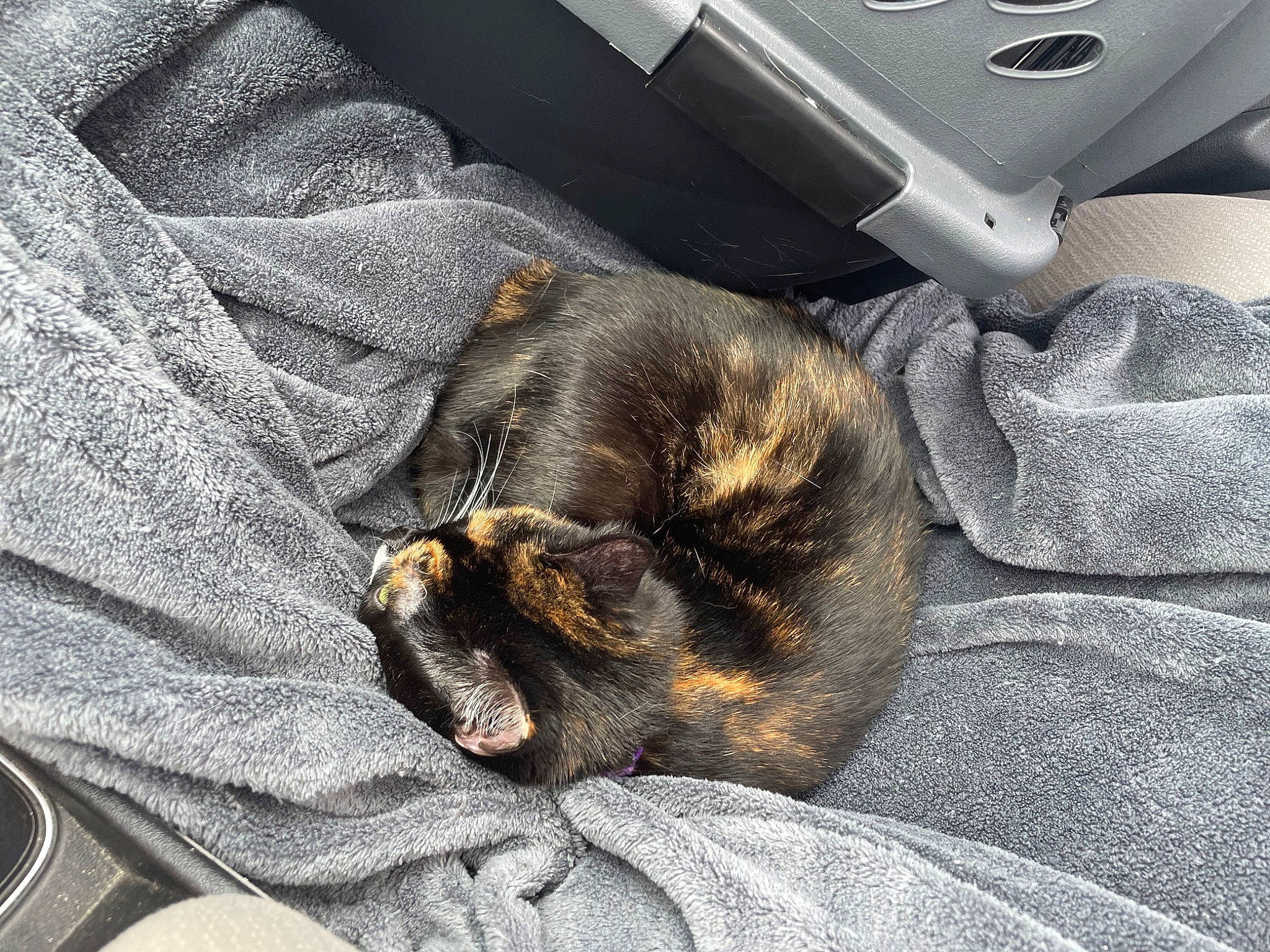 Jingles is registered to the contest to win money with this photo: auto_part, brown, canidae, carnivore, comfort, companion_dog, denim, dog, dog_breed, felidae, fur, grey, liver, metal, sporting_group