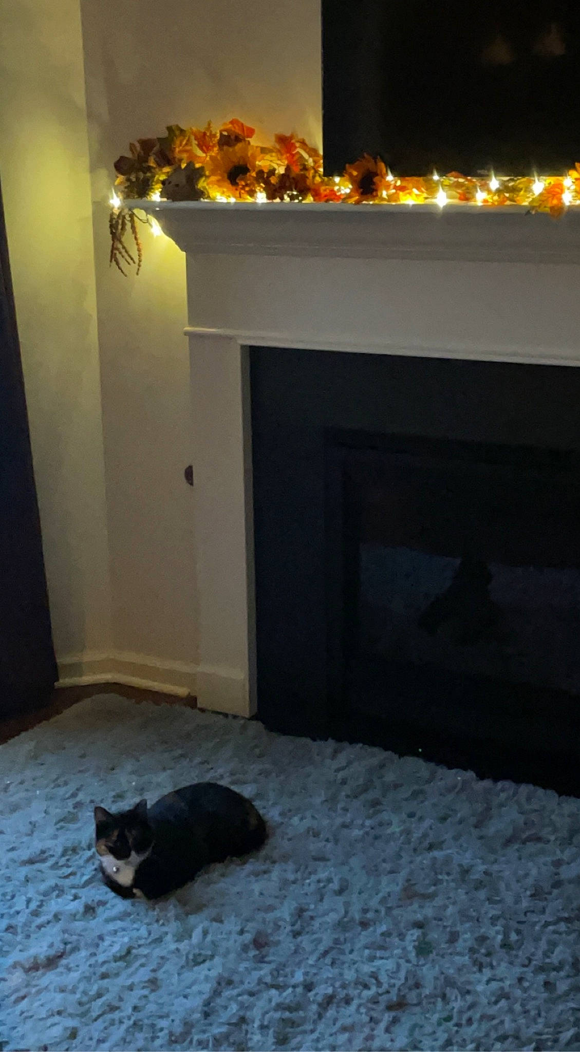 Jingles joined the competition — help win amazing prizes! black, brown, carnivore, cat, door, event, floor, flooring, gas, grey, hardwood, hearth, light, property, room, tail, tints_and_shades, wall, whiskers, wood