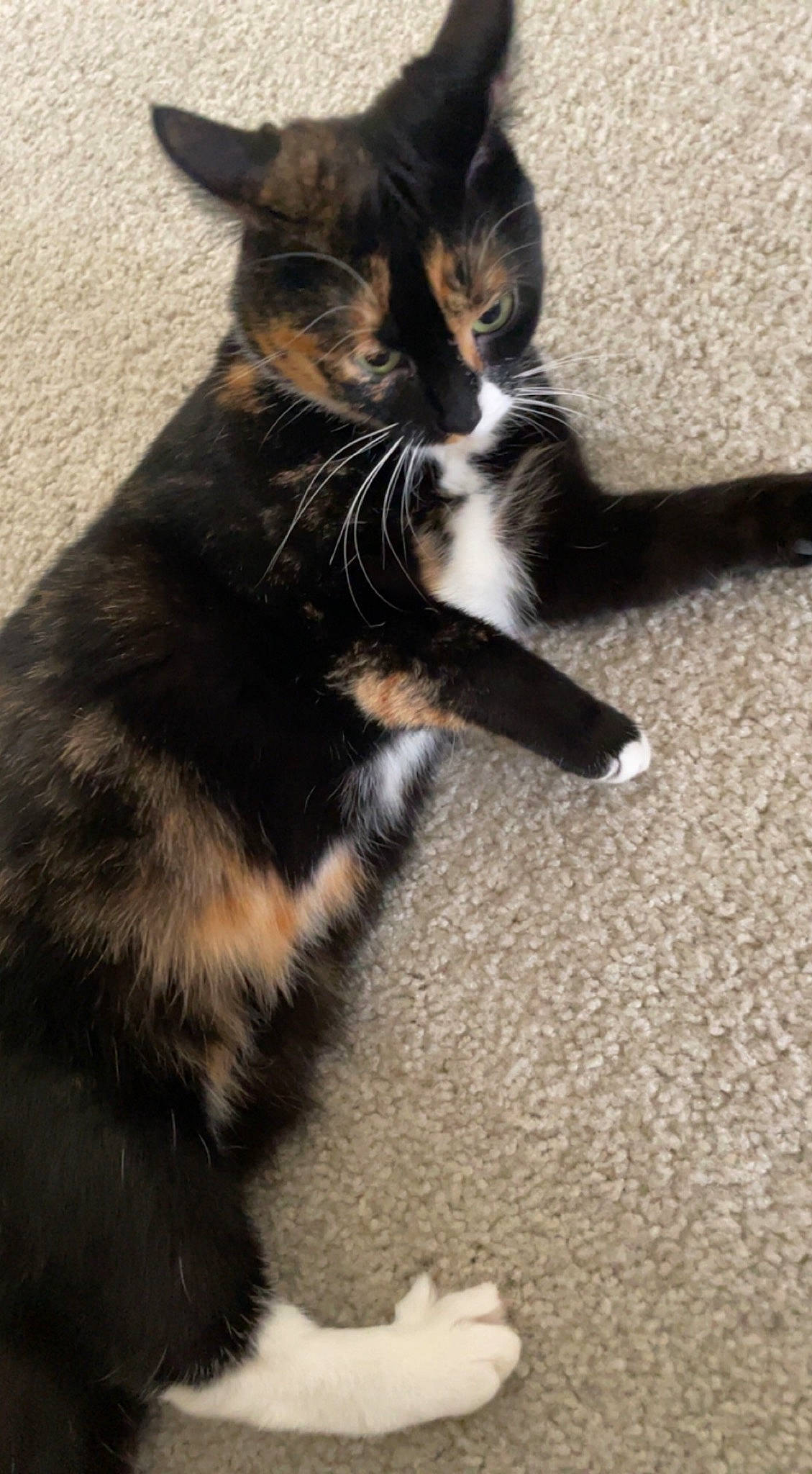 Jingles joined the competition — help win amazing prizes! carnivore, cat, claw, comfort, domestic_short_haired_cat, felidae, flooring, foot, fur, paw, shadow, sitting, small_to_medium_sized_cats, snout, tail, terrestrial_animal, whiskers