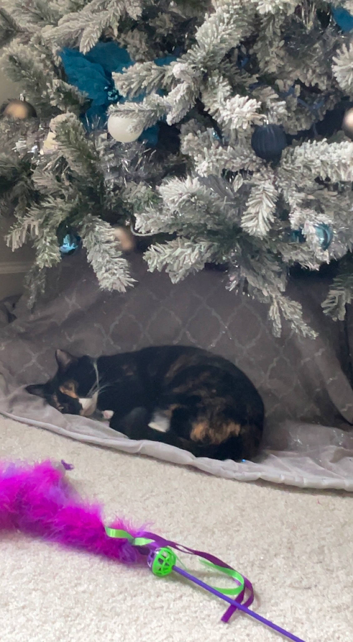 Jingles joined the competition — help win amazing prizes! carnivore, cat, cloud, conifer, dog_breed, event, felidae, fur, grass, landscape, light, mammal, morning, small_to_medium_sized_cats, snow, tail, tints_and_shades, tree, whiskers, winter