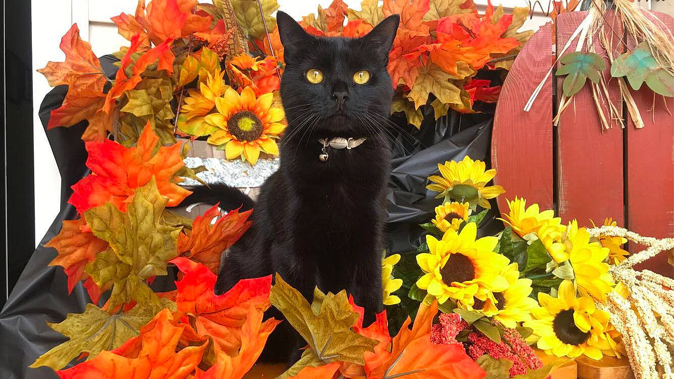 Phantom is registered to the contest to win money with this photo: botany, carnivore, cat, deciduous, felidae, flower, flowering_plant, flowerpot, houseplant, leaf, orange, petal, plant, red, small_to_medium_sized_cats, tints_and_shades, tree, whiskers, window, yellow
