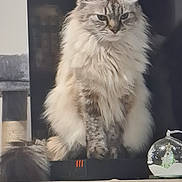 Enna participe au concours pour gagner de l'argent avec cette photo : animal, blue_eyes, cat, close_up, cute, decor, domestic_cat, feline, fluffy, furniture, household, indoor, long_hair, pet, portrait, relaxed, scratching_post, sitting, snow_globe, wooden_surface