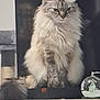 animal, blue_eyes, cat, close_up, cute, decor, domestic_cat, feline, fluffy, furniture, household, indoor, long_hair, pet, portrait, relaxed, scratching_post, sitting, snow_globe, wooden_surface