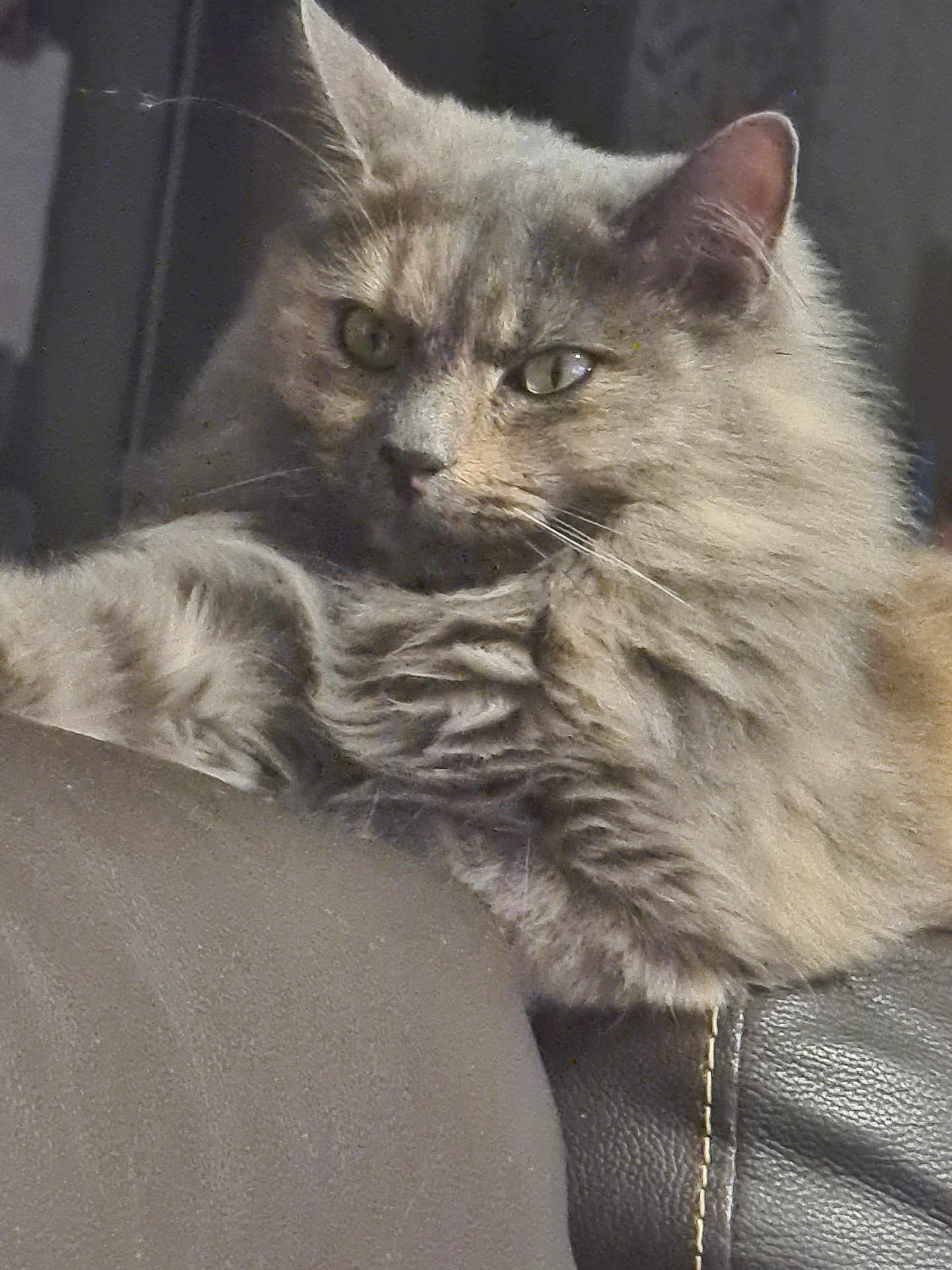Romy