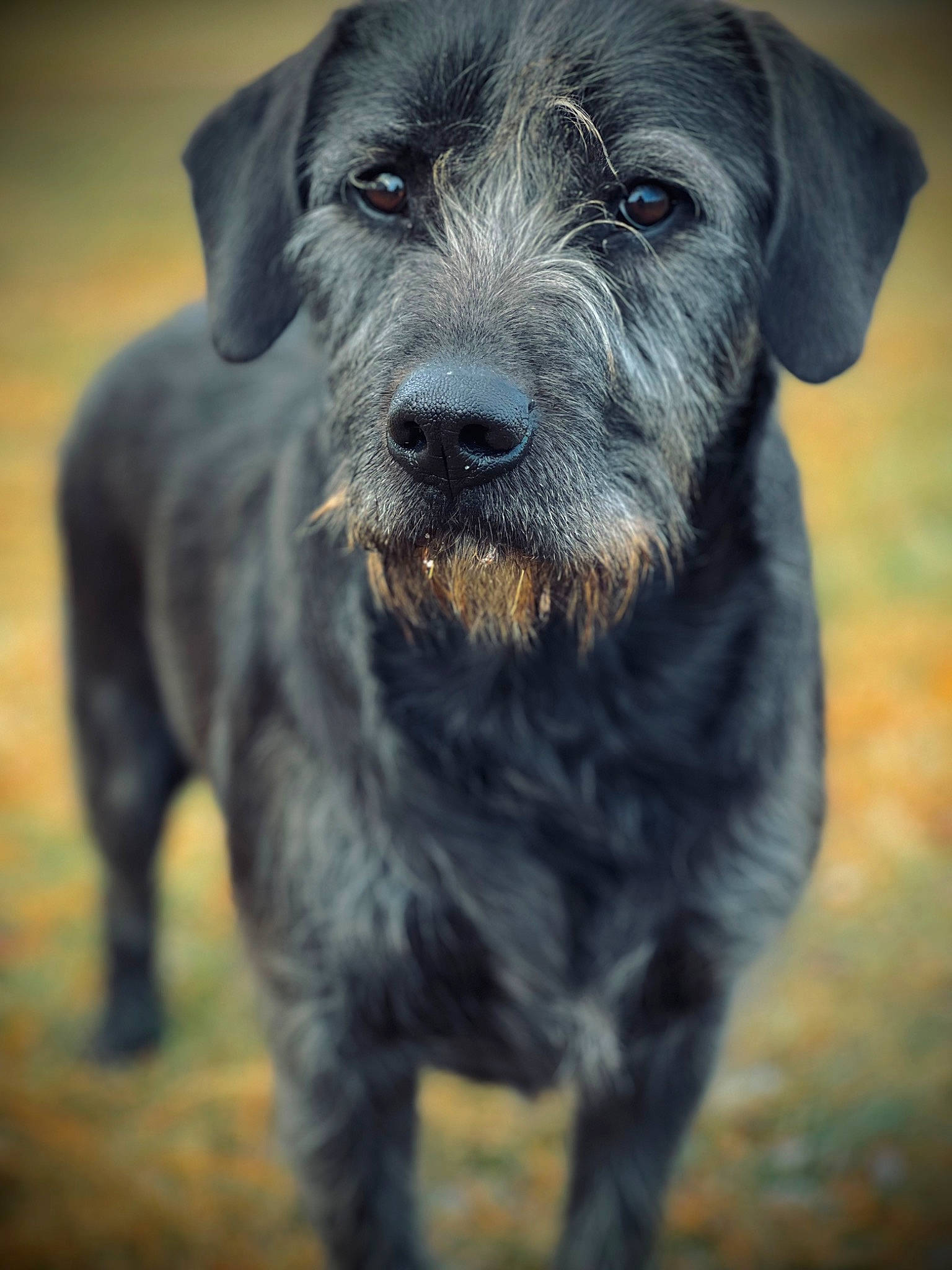 Tank joined the competition — help win amazing prizes! borador, canidae, carnivore, companion_dog, dog, dog_breed, electric_blue, fur, gun_dog, hunting_dog, liver, sporting_group, terrestrial_animal, whiskers, working_animal