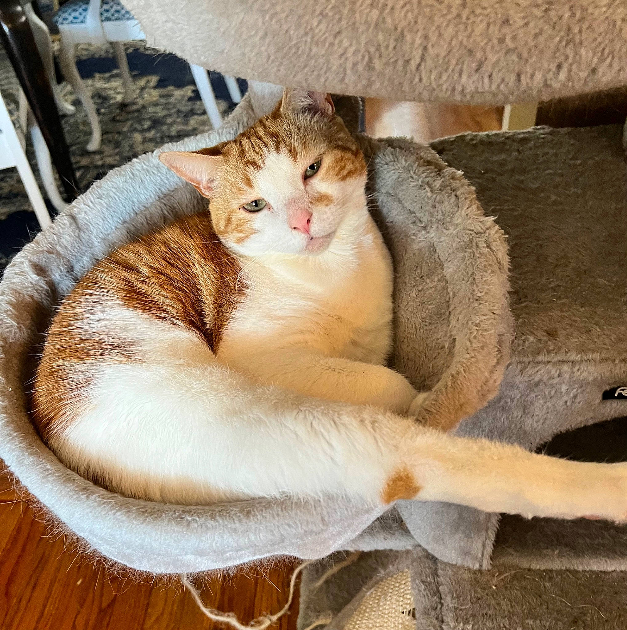 Archie is registered to the contest to win money with this photo: carnivore, cat, cat_bed, cat_supply, claw, comfort, couch, domestic_short_haired_cat, fawn, felidae, fur, nap, paw, sitting, small_to_medium_sized_cats, snout, tail, whiskers, window, wood