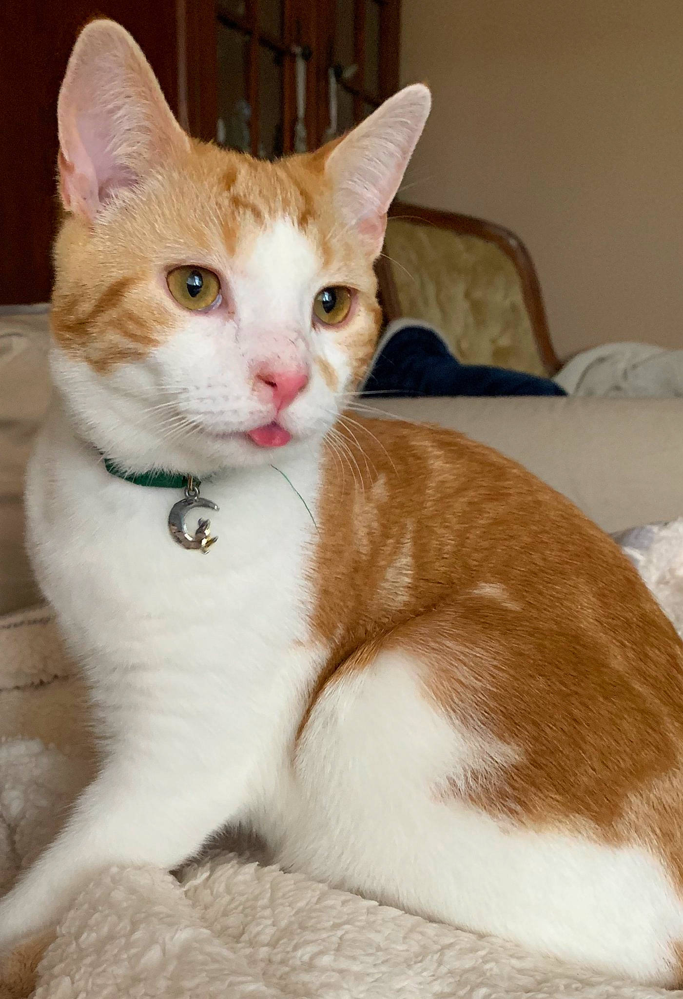 Archie joined the competition — help win amazing prizes! carnivore, cat, collar, comfort, domestic_short_haired_cat, fawn, felidae, fur, iris, paw, sitting, small_to_medium_sized_cats, snout, tail, terrestrial_animal, whiskers