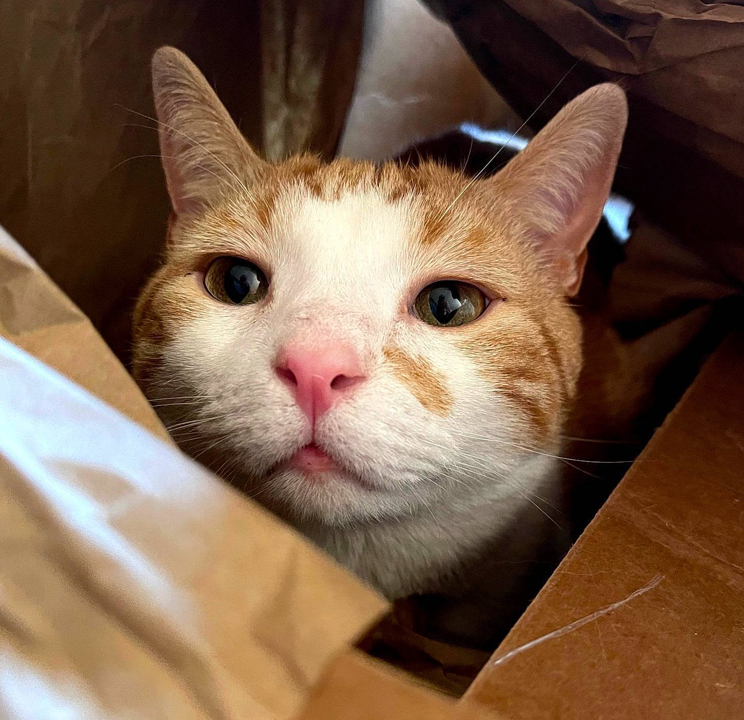Archie is registered to the contest to win money with this photo: box, carnivore, cat, comfort, domestic_short_haired_cat, ear, fawn, felidae, fur, small_to_medium_sized_cats, snout, whiskers