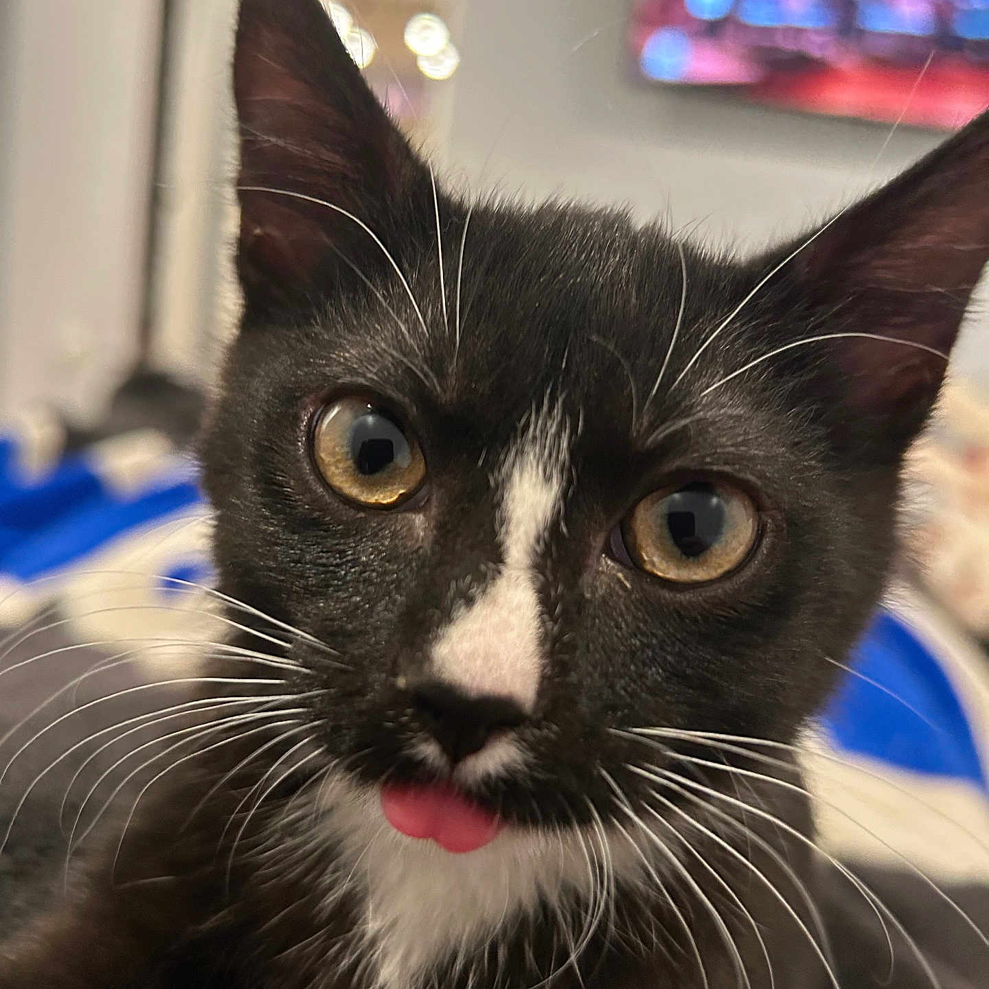 Darlin is registered to the contest to win money with this photo: abyssinian, animal, blackcat, bodypart, cat, computer, computerhardware, electronics, hardware, kitten, manx, monitor, mouth, pc, person, pet, screen, teeth, tongue, tv