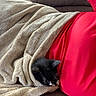 Darlin is registered to the contest to win money with this photo: animal, back, blanket, bodypart, boy, cat, child, couch, cushion, furniture, homedecor, kitten, linen, male, manx, person, pet, quilt, sleeping, towel