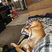 Duck joined the competition — help win amazing prizes! animal, architecture, ball, bed, bedroom, blanket, building, canine, couch, dog, football, furniture, hound, indoors, interiordesign, livingroom, pet, puppy, room, soccer