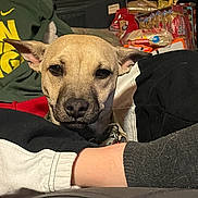 Bentley joined the competition — help win amazing prizes! animal, bulldog, canine, chihuahua, clothing, couch, cushion, dog, furniture, homedecor, hound, indoors, knitwear, labradorretriever, person, pet, puppy, sleeping, sweater, t_shirt