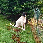 Noisette participe au concours pour gagner de l'argent avec cette photo : dog, black_and_white, sitting, grass, fence, outdoor, greenery, bushes, nature, pet, canine, animal, quiet, daylight, garden, yard, fur, alert, side_view, peaceful