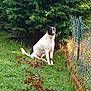 dog, black_and_white, sitting, grass, fence, outdoor, greenery, bushes, nature, pet, canine, animal, quiet, daylight, garden, yard, fur, alert, side_view, peaceful