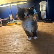 Shadow is registered to the contest to win money with this photo: kitten, cat, calico_cat, fur, paws, white_paws, wooden_table, desk, lamp, nightstand, lotion, aveeno, indoor, pet, small_animal, cute, curious, pencil_holder, toy, blue_wall