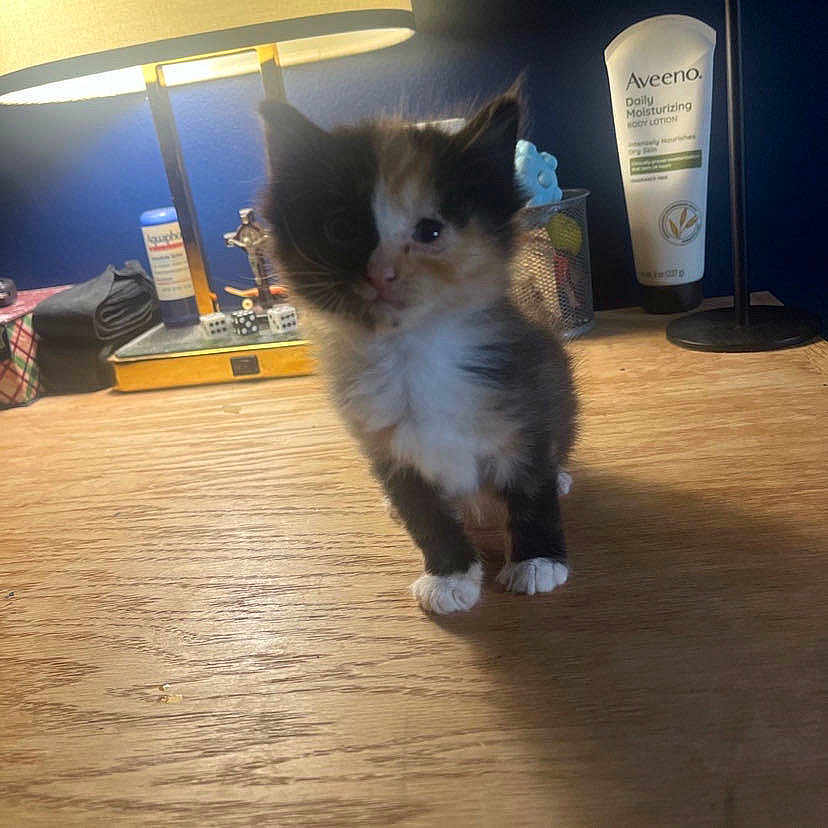 Shadow is registered to the contest to win money with this photo: kitten, cat, calico_cat, fur, paws, white_paws, wooden_table, desk, lamp, nightstand, lotion, aveeno, indoor, pet, small_animal, cute, curious, pencil_holder, toy, blue_wall