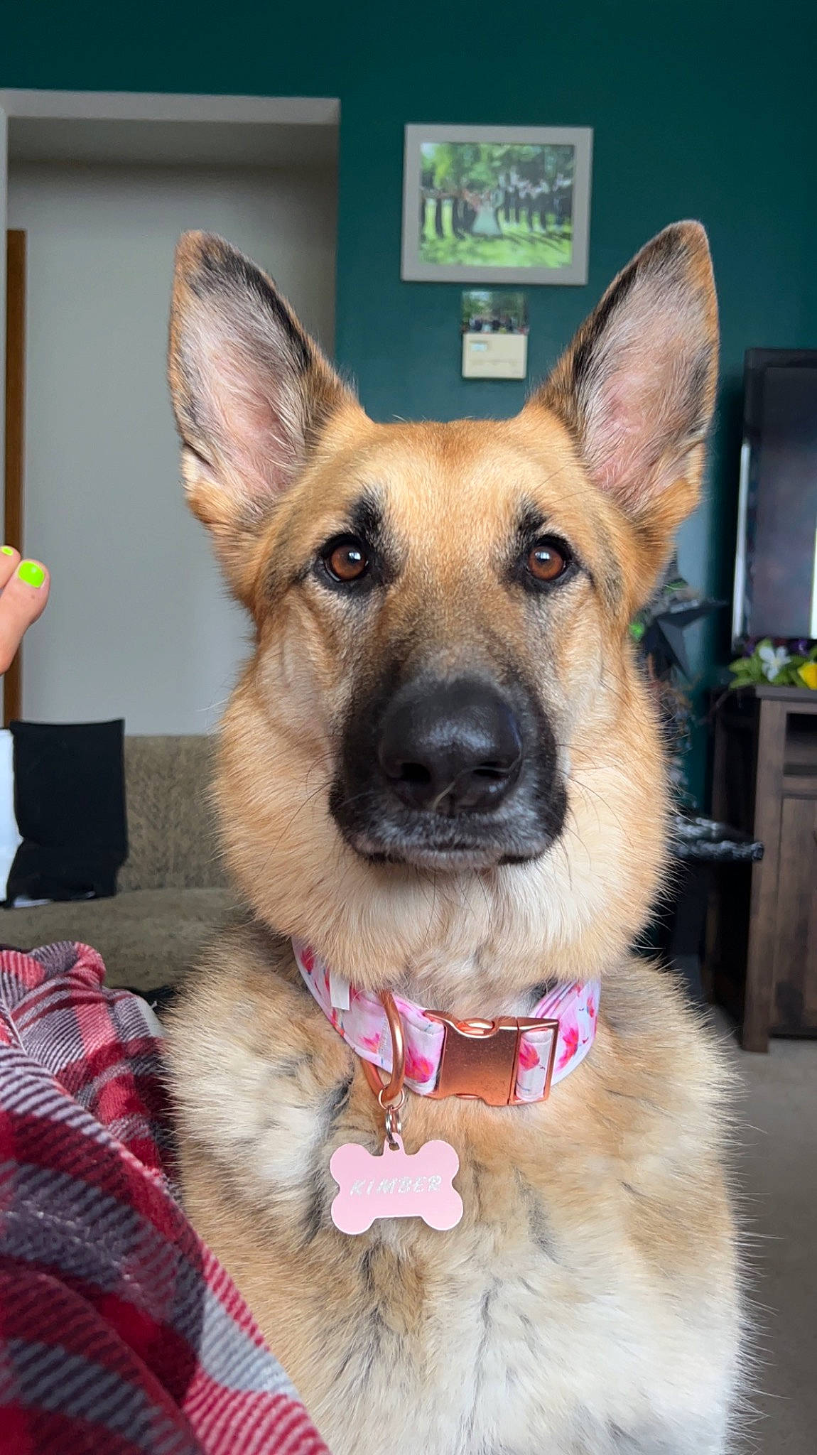 Kimber is registered to the contest to win money with this photo: canidae, carnivore, collar, companion_dog, dog, dog_breed, dog_collar, dog_supply, east_european_shepherd, fawn, fur, german_shepherd_dog, herding_dog, jaw, king_shepherd, snout, sporting_group, whiskers, working_animal, working_dog
