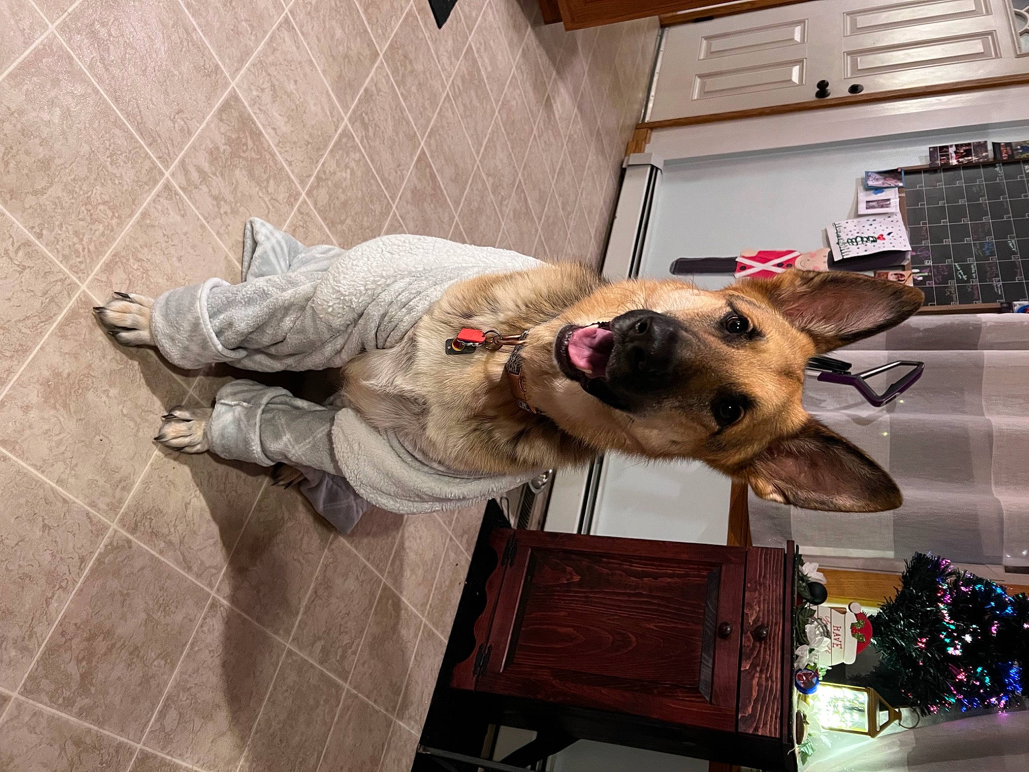 Kimber joined the competition — help win amazing prizes! canidae, carnivore, collar, companion_dog, costume_hat, dog, dog_breed, dog_collar, dog_supply, event, fawn, flooring, fur, snout, sporting_group, working_animal