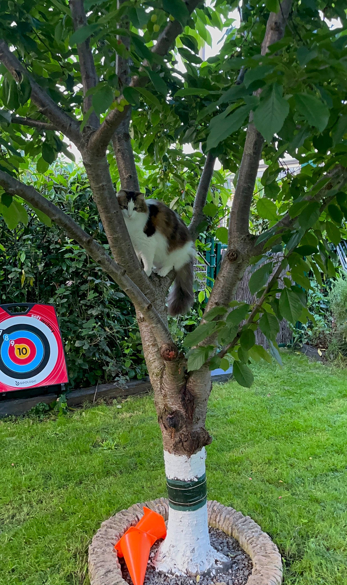 Tamee participe au concours pour gagner de l'argent avec cette photo : carnivore, cat, domestic_short_haired_cat, felidae, flowerpot, fur, grass, groundcover, logo, plant, plant_stem, recreation, shrub, small_to_medium_sized_cats, tail, target_archery, terrestrial_animal, tree, trunk, woody_plant