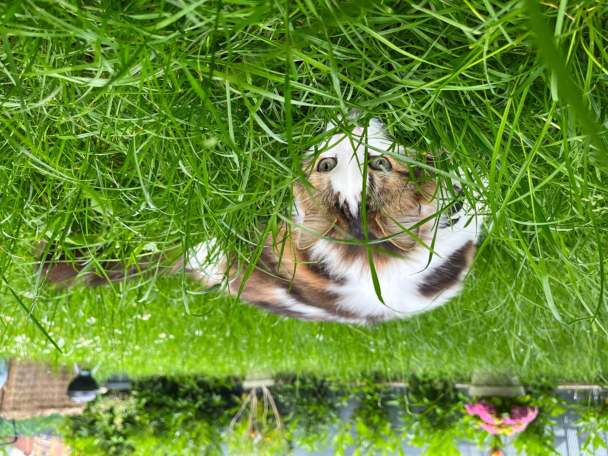 Tamee a rejoint le concours — aidez-le/la à gagner de superbes lots ! canidae, carnivore, dog_breed, felidae, grass, grass_family, grassland, groundcover, herb, non_vascular_land_plant, pasture, paw, people_in_nature, plant, sporting_group, tail, terrestrial_animal, whiskers