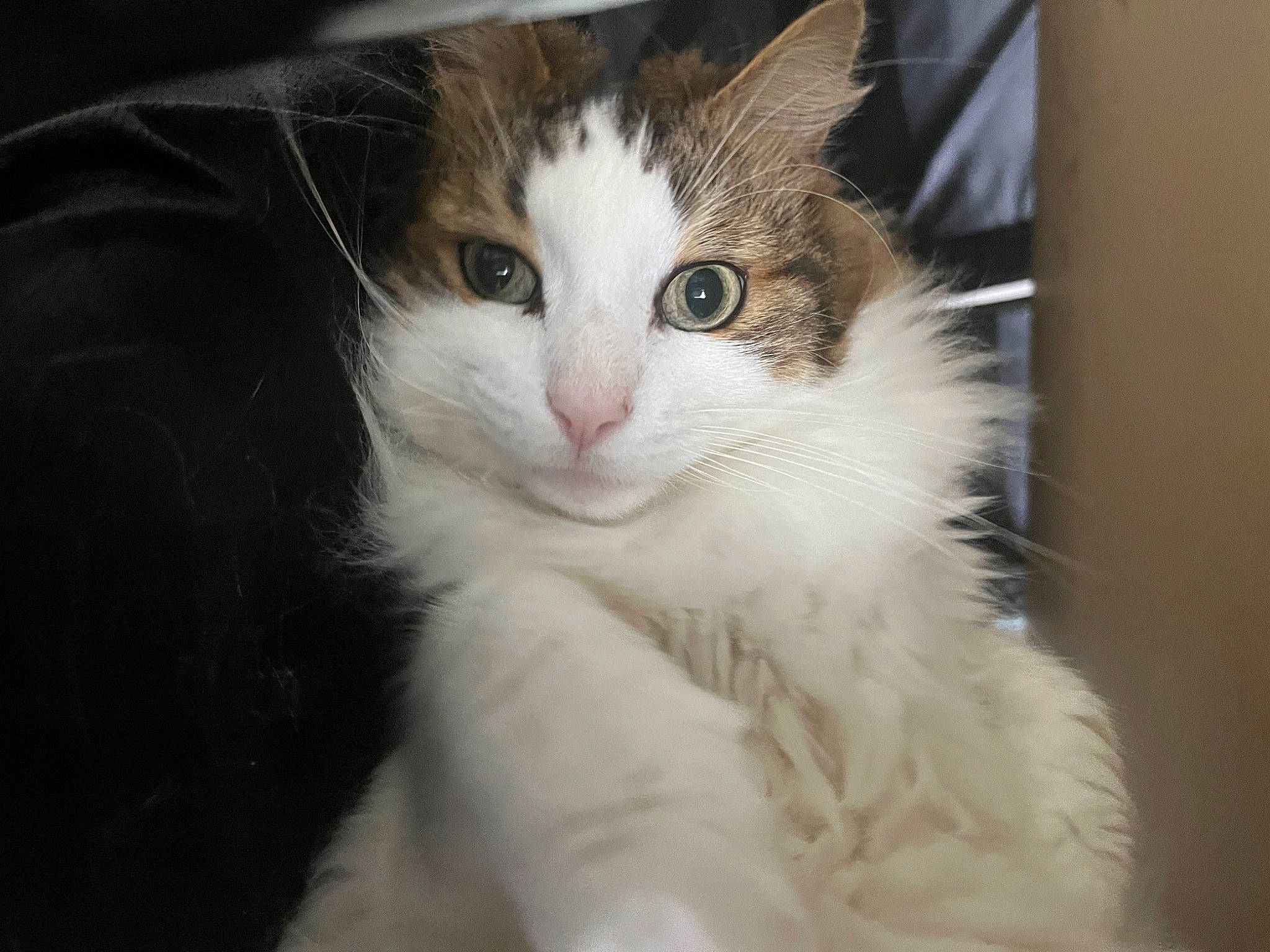 Tamee a rejoint le concours — aidez-le/la à gagner de superbes lots ! carnivore, cat, domestic_short_haired_cat, eye, felidae, fur, paw, small_to_medium_sized_cats, snout, tail, whiskers, window