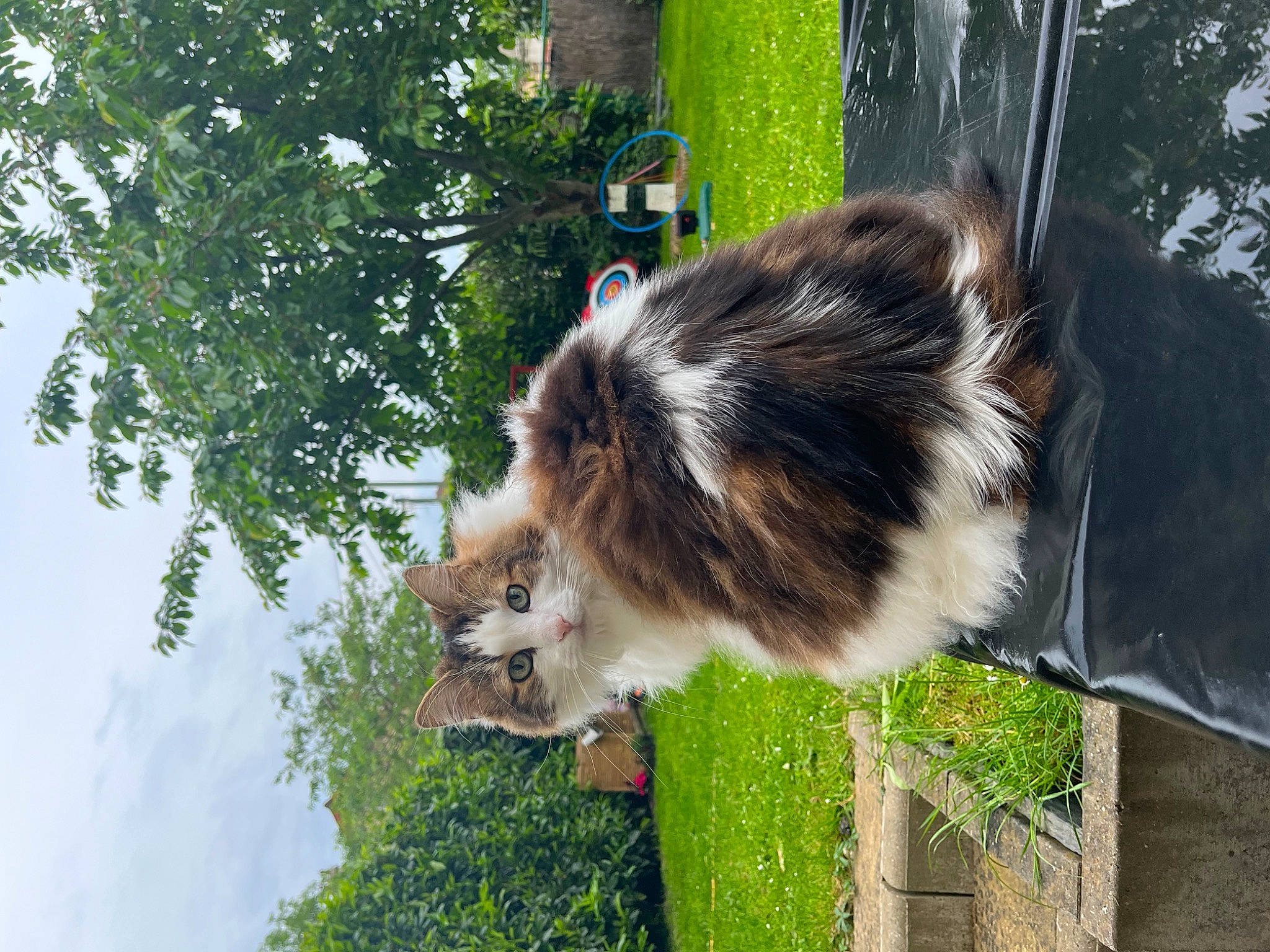 Tamee a rejoint le concours — aidez-le/la à gagner de superbes lots ! canidae, carnivore, collar, companion_dog, dog_breed, felidae, fur, grass, marsupial, palm_tree, plant, primate, sky, small_to_medium_sized_cats, snout, sporting_group, tail, terrestrial_animal, tree, whiskers