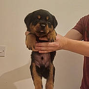 Dave is registered to the contest to win money with this photo: puppy, rottweiler, dog, pet, cute, hands, indoor, young, animal, fur, black, brown, tongue, adorable, mammal, domestic_animal, small, holding, face, expression