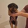 puppy, rottweiler, dog, pet, cute, hands, indoor, young, animal, fur, black, brown, tongue, adorable, mammal, domestic_animal, small, holding, face, expression