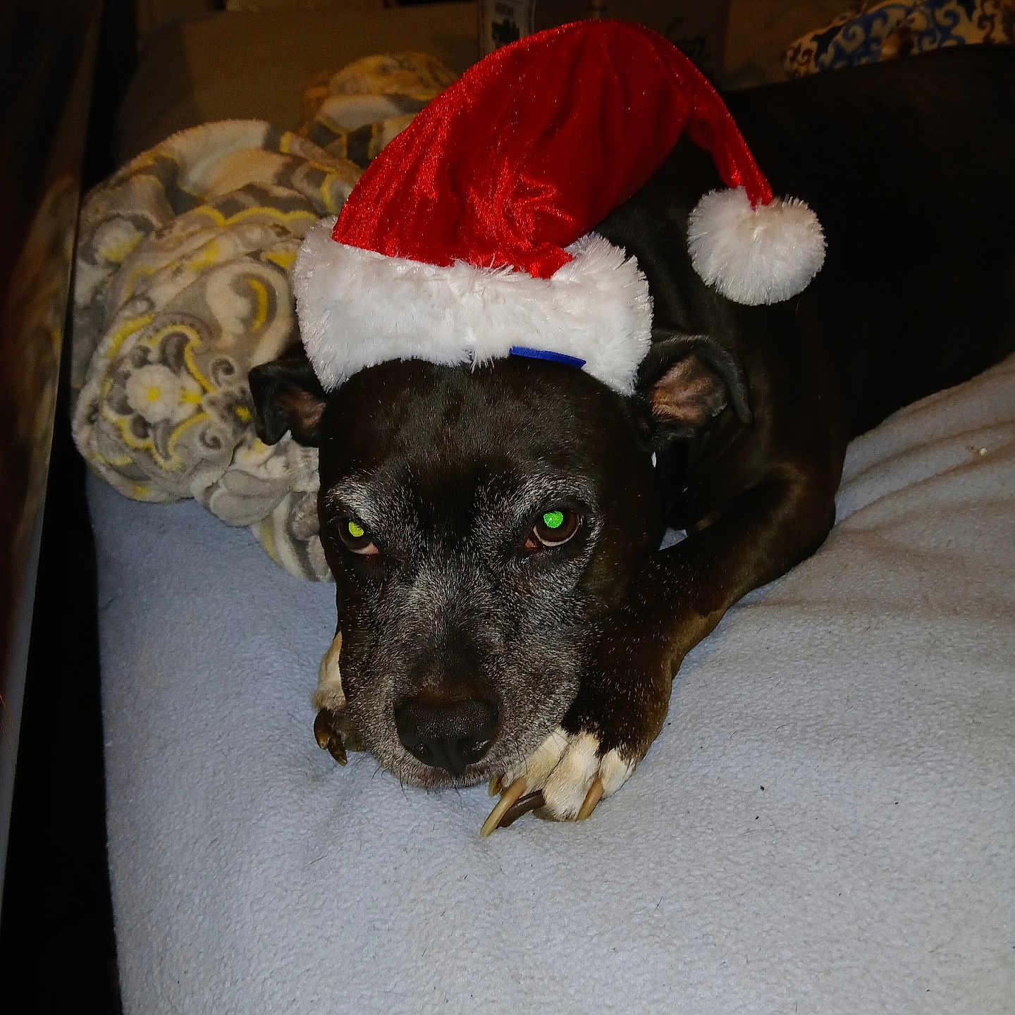 Cookie Monster Mckay is registered to the contest to win money with this photo: animal, bed, black_dog, blanket, christmas, cozy, cute, dog, expression, festive, furry, holiday, home, indoor, paw, pet, relaxed, resting, santa_hat, sleepy