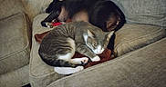 Fred Mckay is registered to the contest to win money with this photo: animal, blanket, cat, companion, couch, cozy, cute, dog, domestic, friendship, fur, furry, home, indoor, living_room, nap, pet, relaxing, resting, sleeping