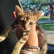 Zara joined the competition — help win amazing prizes! animal, blurred_background, bracelet, car, cat, cute, ears, fur, greenery, hand, indoor, kitten, outdoor, pet, portrait, sunlight, tabby, whiskers, window, young