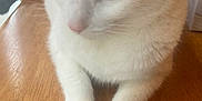 Lun joined the competition — help win amazing prizes! cat, close_up, white_fur, tabby_fur, yellow_eyes, paws, wooden_table, indoor, window_light, pet, animal, curious, resting, feline, domestic_cat, soft_light, whiskers, face, table_surface, fur