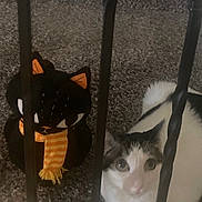 Lun joined the competition — help win amazing prizes! cat, plush_toy, carpet, black_metal_bars, indoor, white_cat, gray_cat, toy_cat, scarf, striped_scarf, pet, feline, sitting, curious, close_up, soft_toy, floor, animal, domestic_cat, blurred