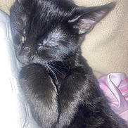 Jiji is registered to the contest to win money with this photo: black_cat, kitten, sleeping, paw, fur, close_up, cute, pet, animal, cozy, blanket, indoor, resting, whiskers, ears, soft, nap, domestic_cat, feline, young