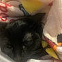 Jiji joined the competition — help win amazing prizes! cat, black_cat, blanket, cozy, sleepy, fur, pet, animal, closeup, indoor, soft, comfort, resting, cute, warm, snuggled, feline, relaxing, wrapped, domestic_animal
