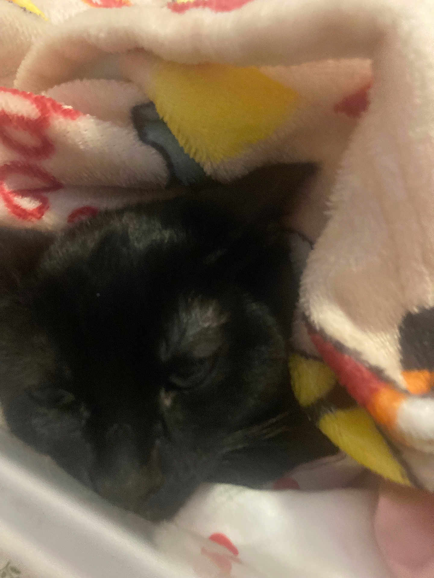 Jiji