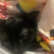 Pun is registered to the contest to win money with this photo: cat, black_cat, blanket, cozy, sleepy, fur, pet, animal, closeup, indoor, soft, comfort, resting, cute, warm, snuggled, feline, relaxing, wrapped, domestic_animal