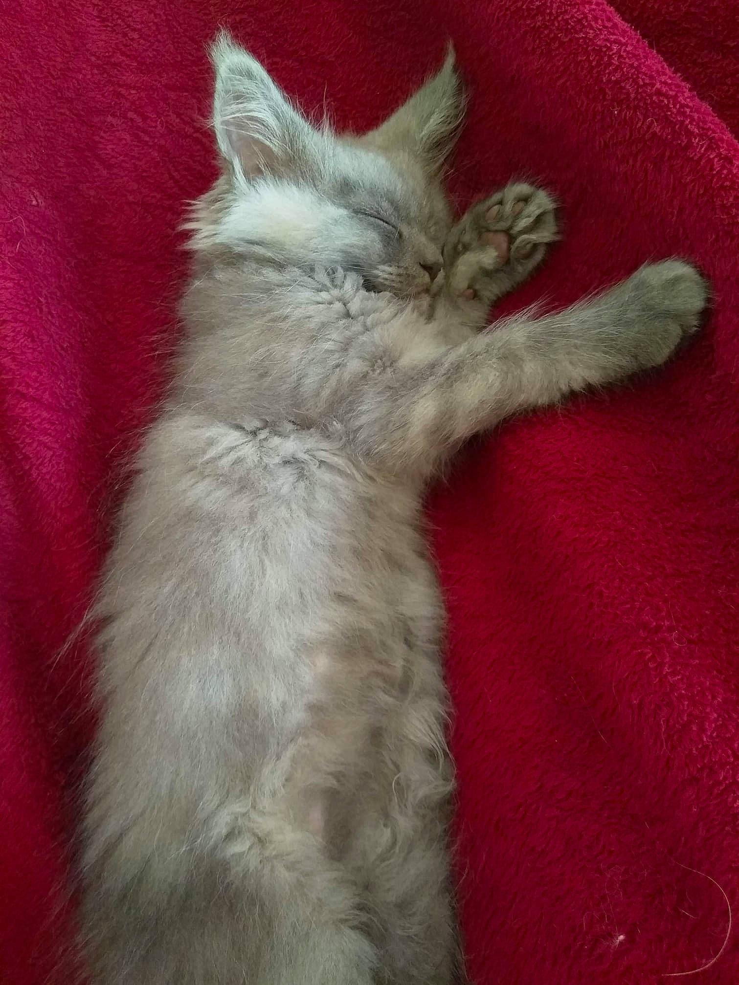 Phébus participe au concours pour gagner de l'argent avec cette photo : asian, carnivore, cat, claw, domestic_long_haired_cat, felidae, fur, kitten, mammal, persian, polydactyl_cat, small_to_medium_sized_cats, tail, turkish_angora, whiskers