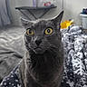 Prettygirl joined the competition — help win amazing prizes! cat, gray_cat, pet, animal, feline, yellow_eyes, whiskers, indoor, blanket, snowflake_pattern, bedroom, curious, closeup, fur, domestic_animal, cozy, sitting, looking, soft_light, home