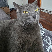 Prettygirl is registered to the contest to win money with this photo: cat, gray_cat, yellow_eyes, pet, feline, indoor, blanket, snowflake_pattern, wooden_floor, door, fur, whiskers, closeup, animal, cozy, relaxed, domestic_cat, home, resting, portrait