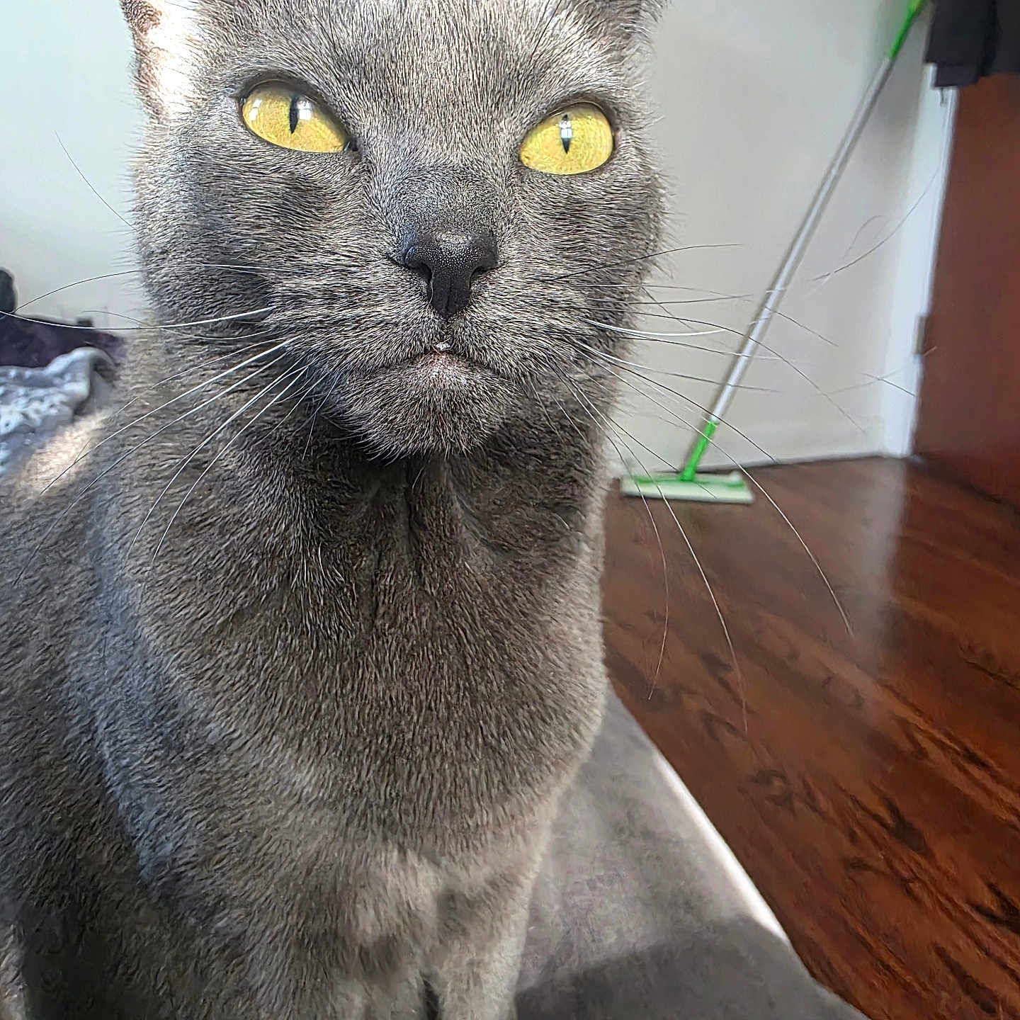 Prettygirl is registered to the contest to win money with this photo: cat, gray_cat, yellow_eyes, whiskers, indoor, pet, animal, fur, mop, wooden_floor, curious, closeup, sitting, domestic_cat, feline, soft_surface, household, portrait, bright_light, background