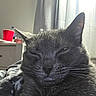Prettygirl is registered to the contest to win money with this photo: cat, gray_cat, sleepy, close_up, pet, whiskers, feline, indoor, blanket, cozy, resting, fur, cute, domestic_animal, face, ears, soft_light, curtain, drapes, furniture