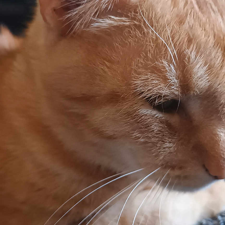 Tom a rejoint le concours — aidez-le/la à gagner de superbes lots ! abyssinian, animal, bodypart, cat, ear, kitten, manx, pet, siamese