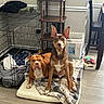 dogs, dog, pets, canine, brown_dog, pit_bull, staffordshire, sitting, standing, indoor, home, blanket, dog_bed, crate, kennel, pet_supplies, toys, furniture, large_ears, portrait